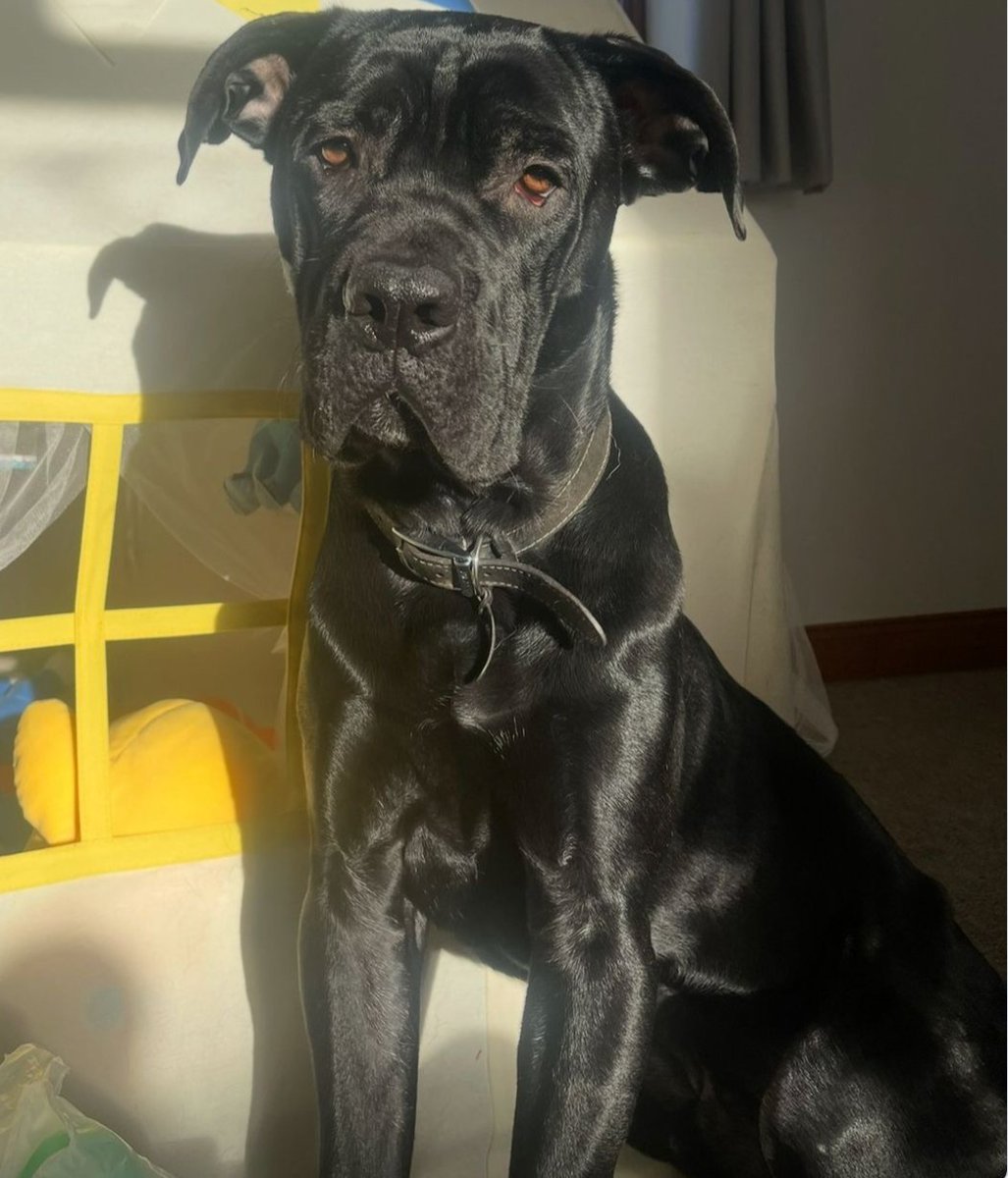 millypod1's tweet photo. 🆘14 NOV 2025 #Lost BRUCE VERY NERVOUS YOUNG Black Cane Corso Male #ScanMe
SIGHTINGS Sale Water Park #M33
Seen along Tram line between SALE &amp; Dane Road #Sale #GreaterManchester
He does not know the area😢
https://t.co/sQHJSPWxPH https://t.co/O62z2IGXxK