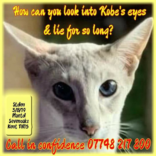 catgirl321's tweet image. PLEASE keep looking out for KOBE @FindKobe who was #STOLEN on AUGUST 3 2019 from #Sevenoaks #Kent #TN15
Kobe’s heartbroken, adoring Mum refuses to give up #HOPE and will NEVER, EVER stop searching for him❤️🙏🏻
PLEASE RT/ SHARE WIDELY✔️
#HELP #cats #LOST #MISSING #REWARD #FindKobe
