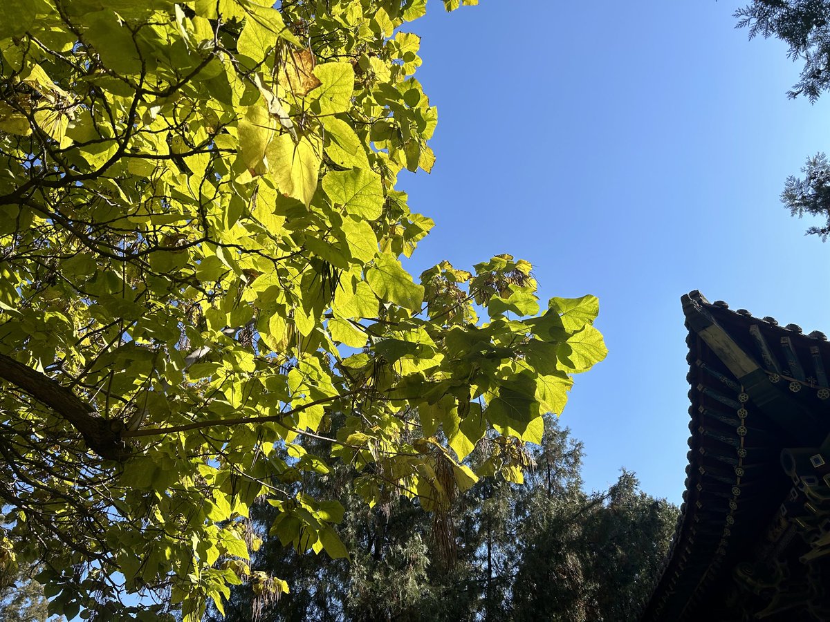 yangmeiyaya's tweet photo. https://t.co/7X8tvqNdix