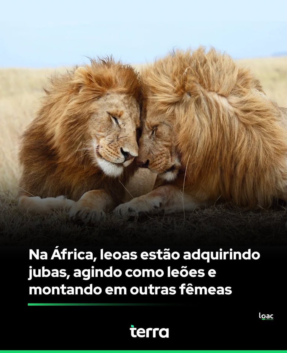 titanicfemme's tweet image. meu deus as leoas butch4butch