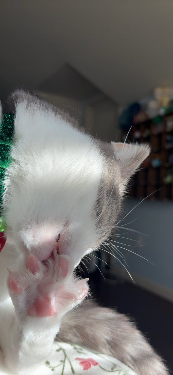 Some toe cleaning this morning