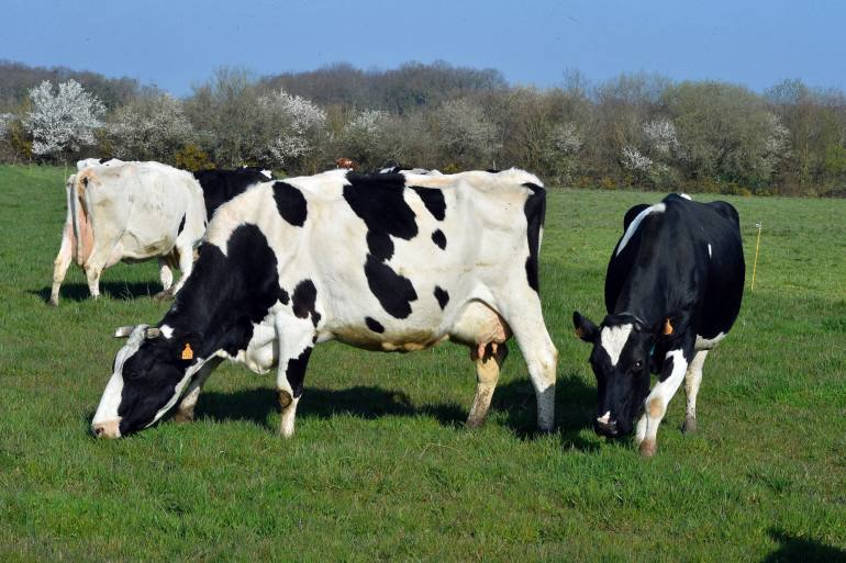 ♦️PÉTITION NATIONALE : arrêtons le massacre de nos vaches !
L’UE exige cette horreur, ça doit prendre fin !

➡️ Pour SIGNER : les-patriotes.fr/non-a-labattag… 🇫🇷
