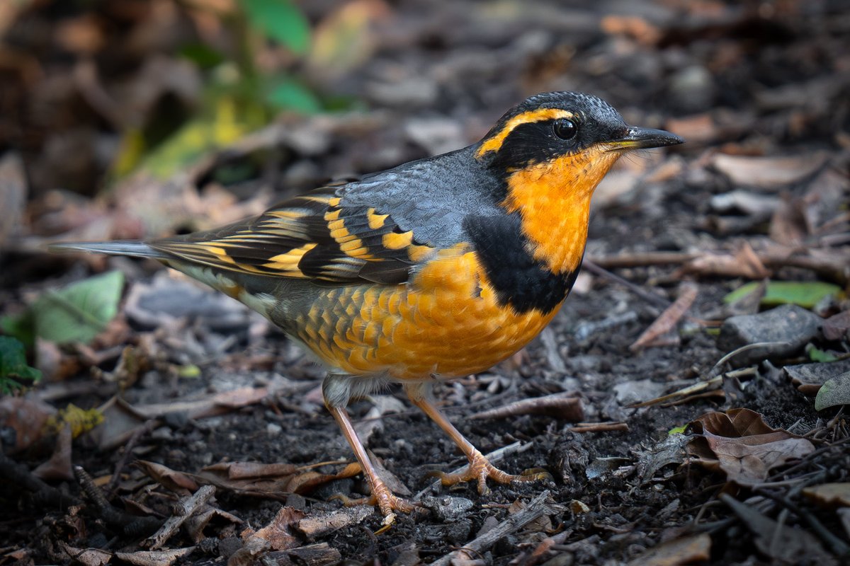 The Prospect Park, Brooklyn varied thrush earlier this month. This species has always been on my target list during short birding excursions out west in recent years. Interesting to finally get it as a vagrant in New York!

#birding #wildlife #nature