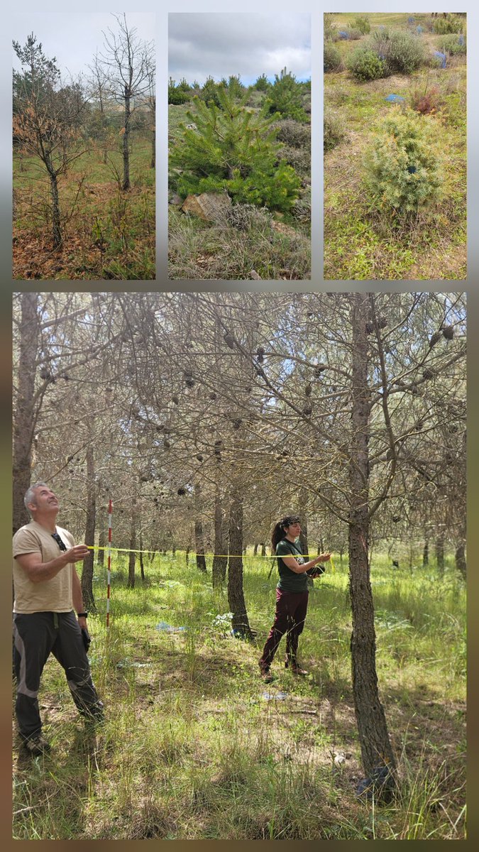 rafacalama2's tweet image. Los últimos meses han sido muy intensos, con nuevos ensayos, mucho viaje, fin de proyectos, difusión de resultados... y muy poca actividad x aquí... así q voy a intentar poner al dia d novedades como p.ej., avances en cálculo de C fijado por repoblaciones forestales  1/11