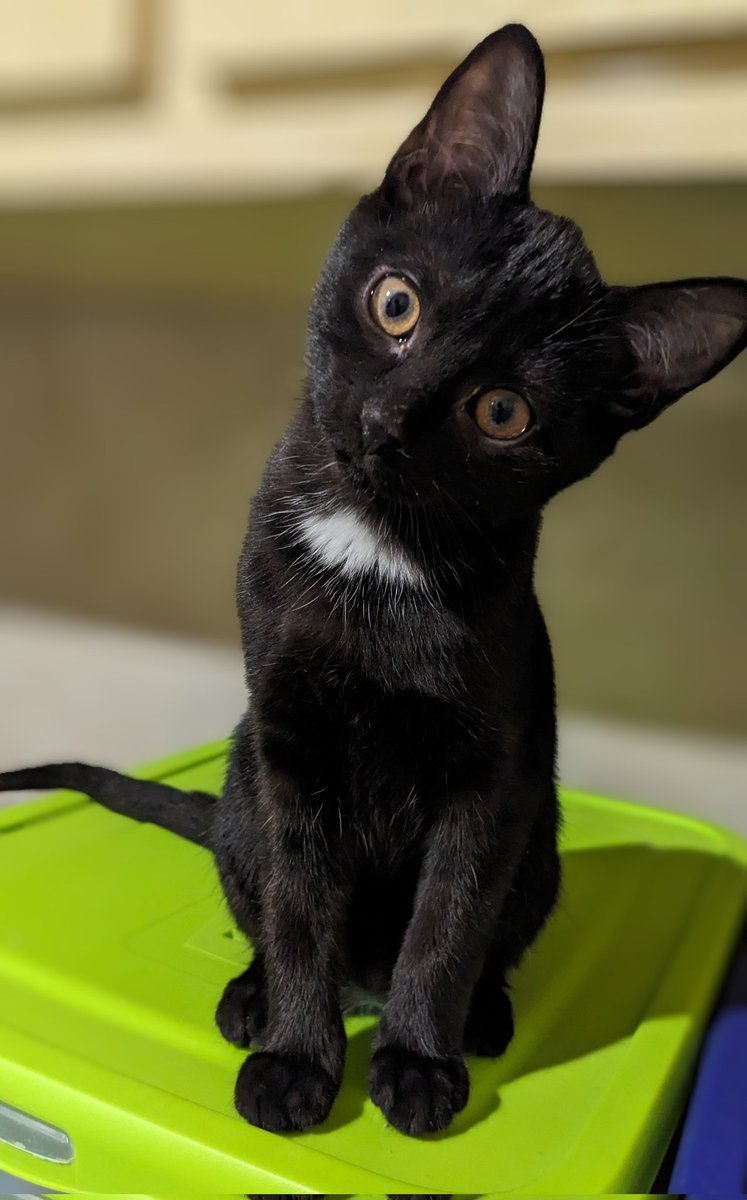 Ph_Demarquez's tweet image. Séance shooting photo avec la pin-up de la tribu 😻
💖 Tout le portrait de sa mère 💖
Mademoiselle ses 4 frères et sa sœur partiront à l&apos;adoption cette semaine après plus de 2  mois passés à la maison 
Venez rencontrer ces merveilles au refuge #spa #gennevilliers 
#adoptdontshop