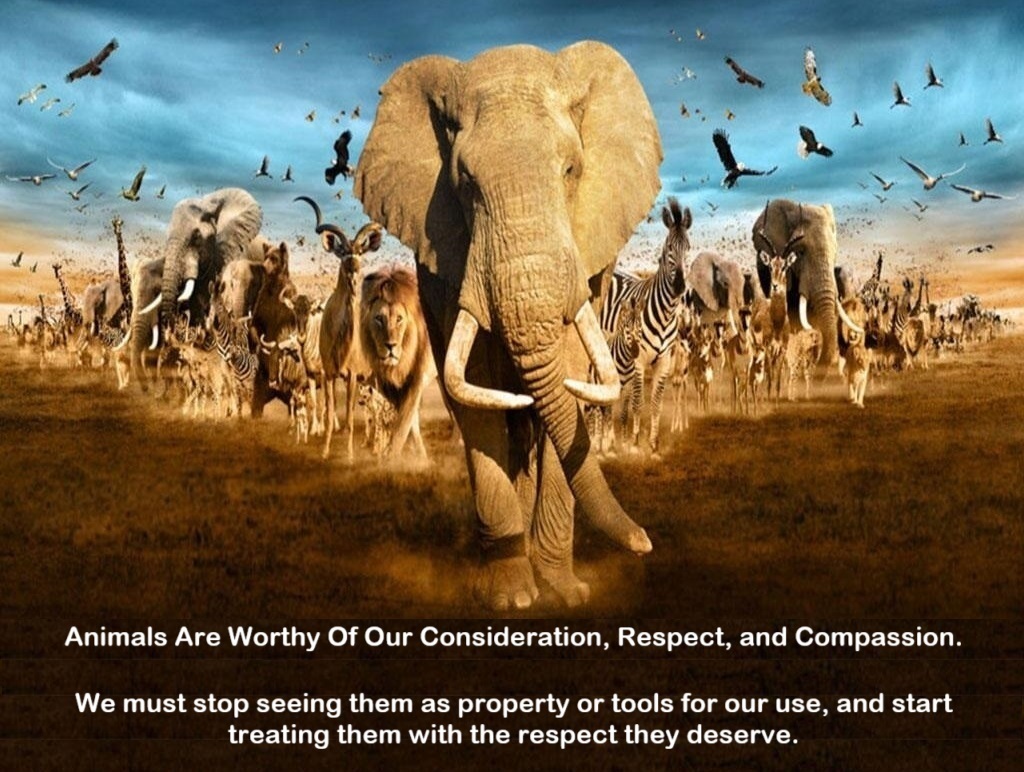 I've tweeted more than 20,000 times over the last decade about animal protection and welfare issues because of one simple fact:

'Animals are worthy of our Consideration, Respect, and Compassion.'

We must start treating them with the respect they deserve.

Retweet if you agree.