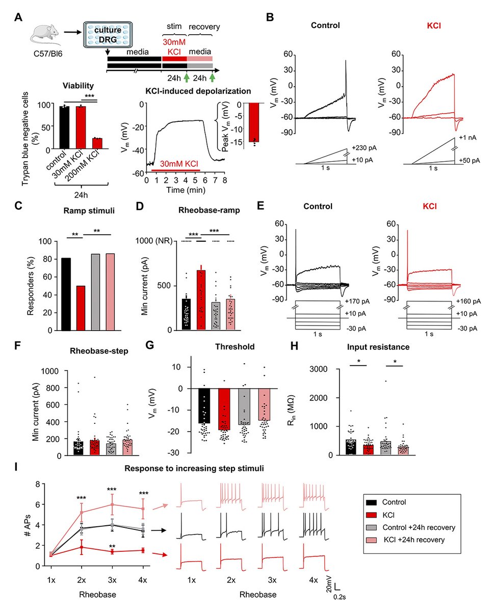 McIlvried, @johndr01, <a href="/robgereau/">Rob Gereau</a> et al. show that mechanisms of adaptive plasticity are engaged in mouse and human sensory neurons after sustained depolarization. hubs.la/Q03SNw7j0 

📙 In #Neuroscience collection 👉 hubs.la/Q03SNv-Z0
#SfN25