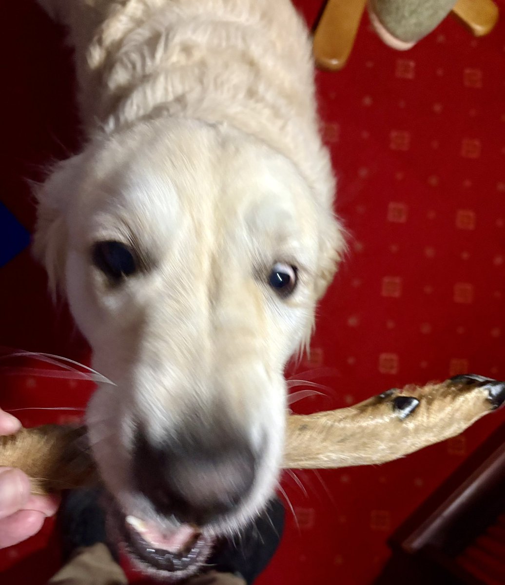 lyn_golden's tweet image. #wishmeluck - got the big weigh in at the vets tomorrow. If I’m overweight I’m going to blame veteran for feeding me huge treats like this one. Yum yums!