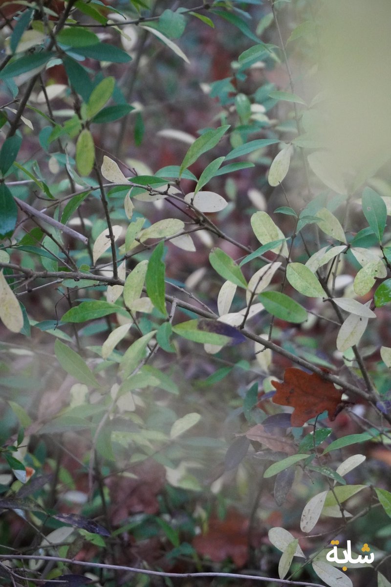 chaba_alg's tweet image. Bonjour ! #terre #feuilles #arbres #branches #vert
❤️😁😉💚💕
2025-11-16 17:21:51 (UTC+2)