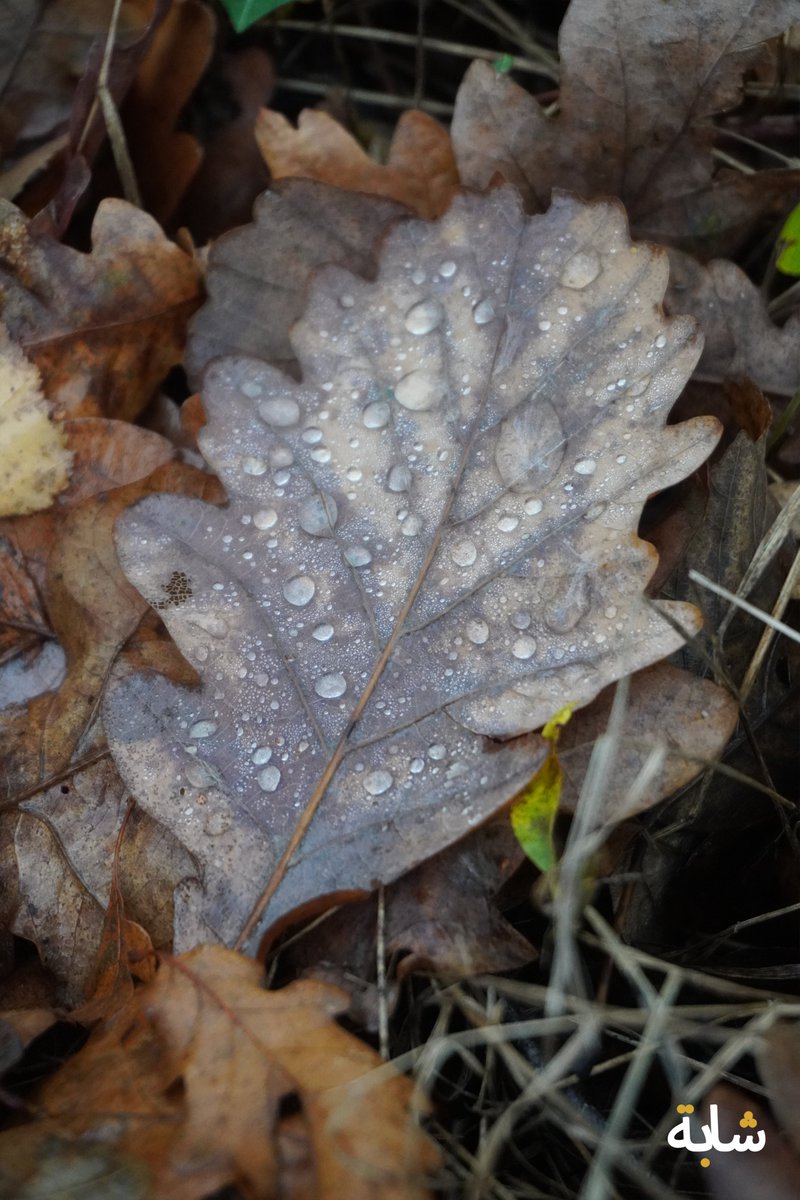 chaba_alg's tweet image. Bonjour ! #gouttedeau #feuilles #branches #raynure #vert
❤️😁😉💚💕
2025-11-16 17:23:34 (UTC+2)