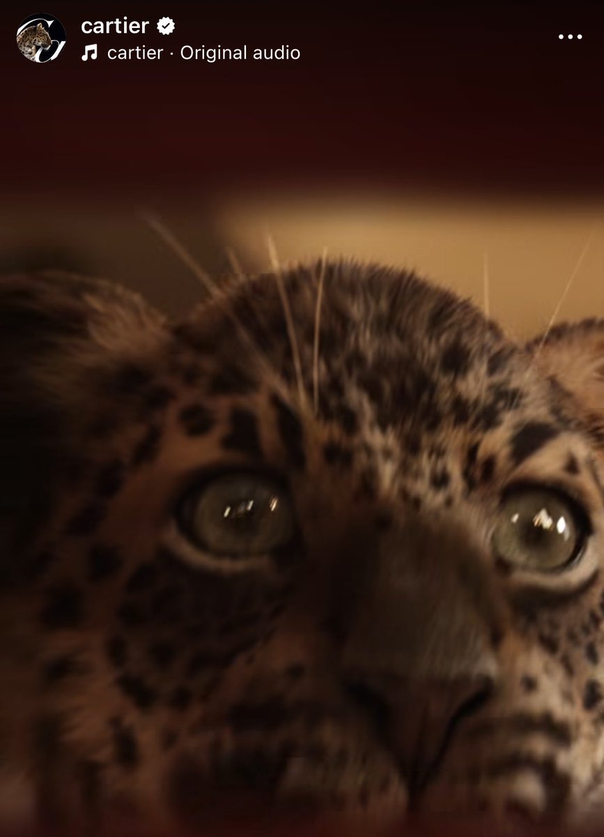 α∂єℓιηα⁷🪭 tweet media