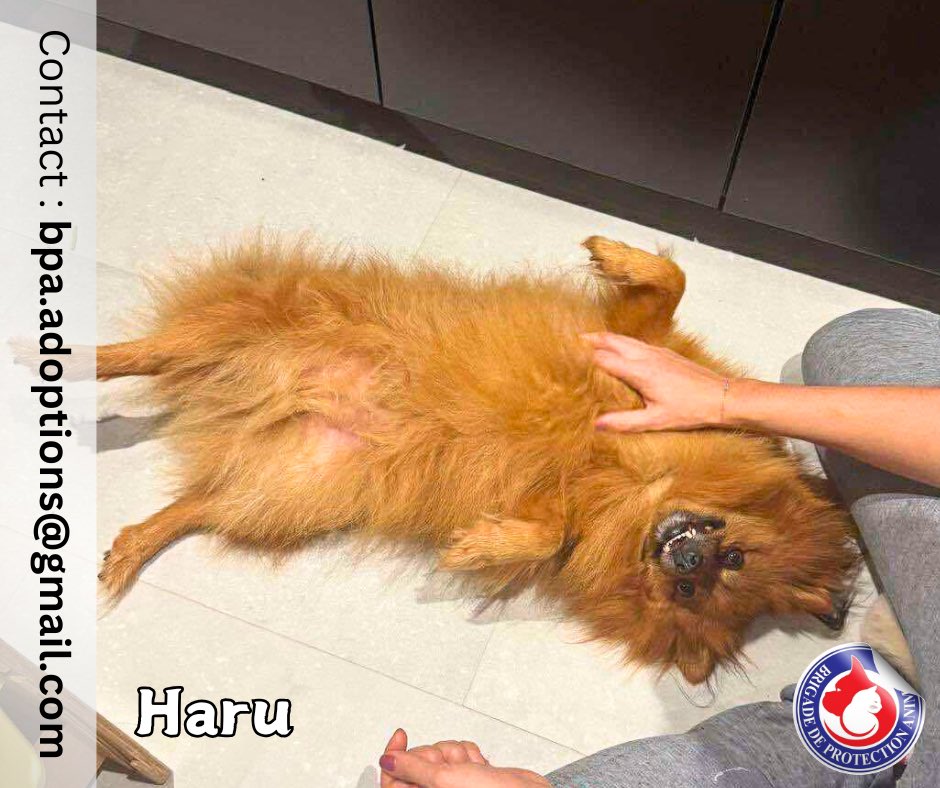 ❣️À L’ADOPTION❣️
🐶 Haru - 6 ans 1/2

Très affectueux et heureux de vivre, Haru est un vrai pot de colle !
Il recherche une tendre famille qui saura lui donner toute l’attention qu’il mérite 💖

Haru est aussi sage, obéissant, sensible et très attaché à son humain 😍
Il a besoin