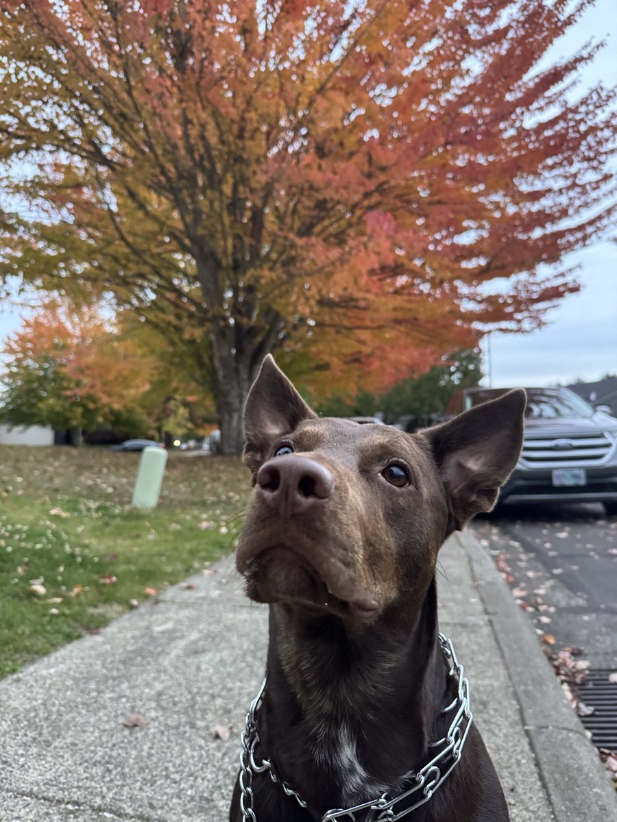 Doggy appreciation post💜😁