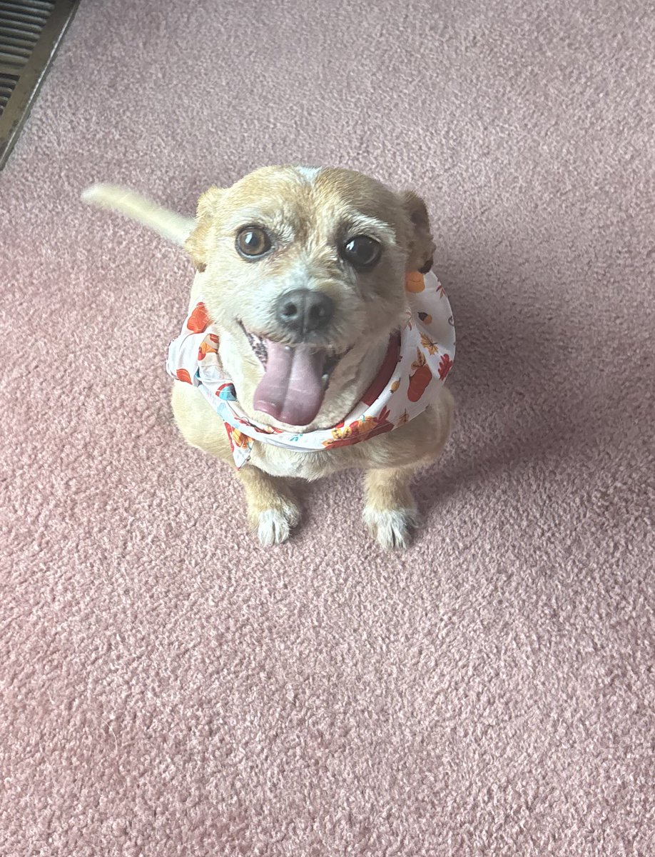 StackmodeJ's tweet image. Who’s a good boy lol