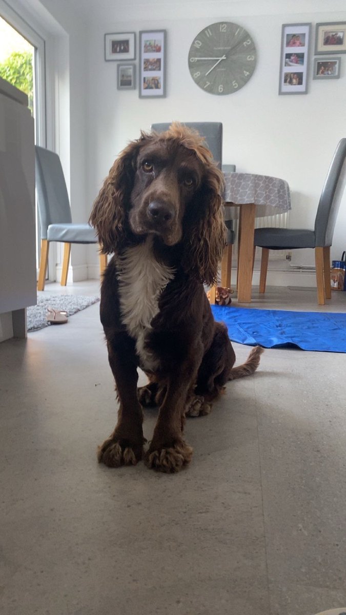 millypod1's tweet photo. 🆘15 NOV 2025 #Lost Buddy #ScanMe
Cocker Spaniel Male
Nonsuch park near the cafe #SM1 #SM3
#Stonecot #GreaterLondon
Quite nervous wouldn’t let anyone approach him when we did see him. Has been spotted in nonsuch park, Cheam village and Cheam station.
https://t.co/rt3A9zF1bs https://t.co/YLY1aoJzav