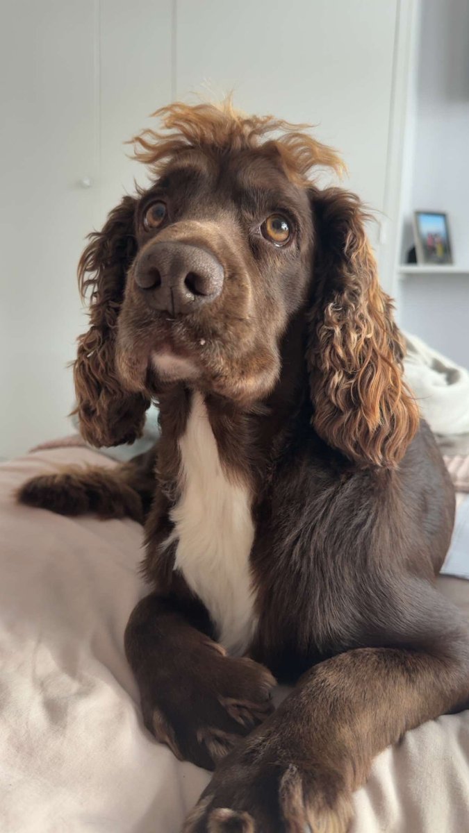 millypod1's tweet photo. 🆘15 NOV 2025 #Lost Buddy #ScanMe
Cocker Spaniel Male
Nonsuch park near the cafe #SM1 #SM3
#Stonecot #GreaterLondon
Quite nervous wouldn’t let anyone approach him when we did see him. Has been spotted in nonsuch park, Cheam village and Cheam station.
https://t.co/rt3A9zF1bs https://t.co/YLY1aoJzav