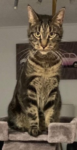 MissingTarn81's tweet photo. 16.11.25 Perdu chat tigré à Labessière Candeil. "Lucky". Pucé. Tél : 07.83.77.37.34 ou contact https://t.co/FSsJSg8biK #Tarn https://t.co/DKo17pQAqC