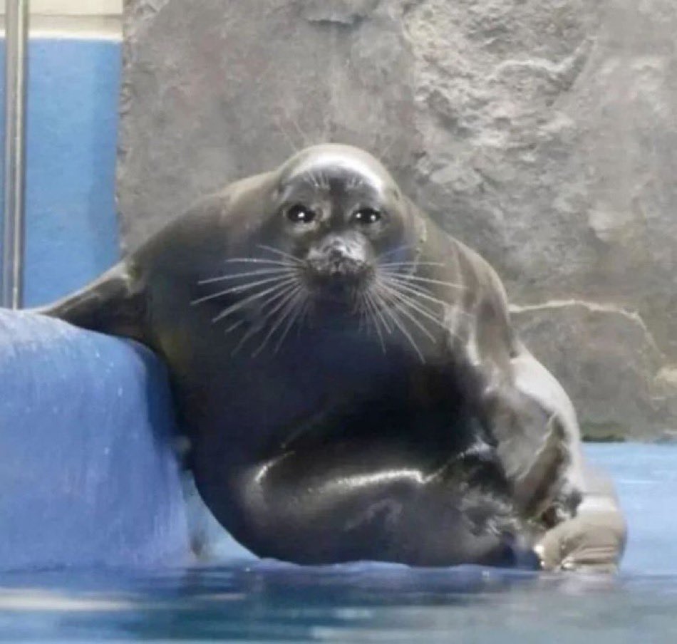 Dino Stan tweet media