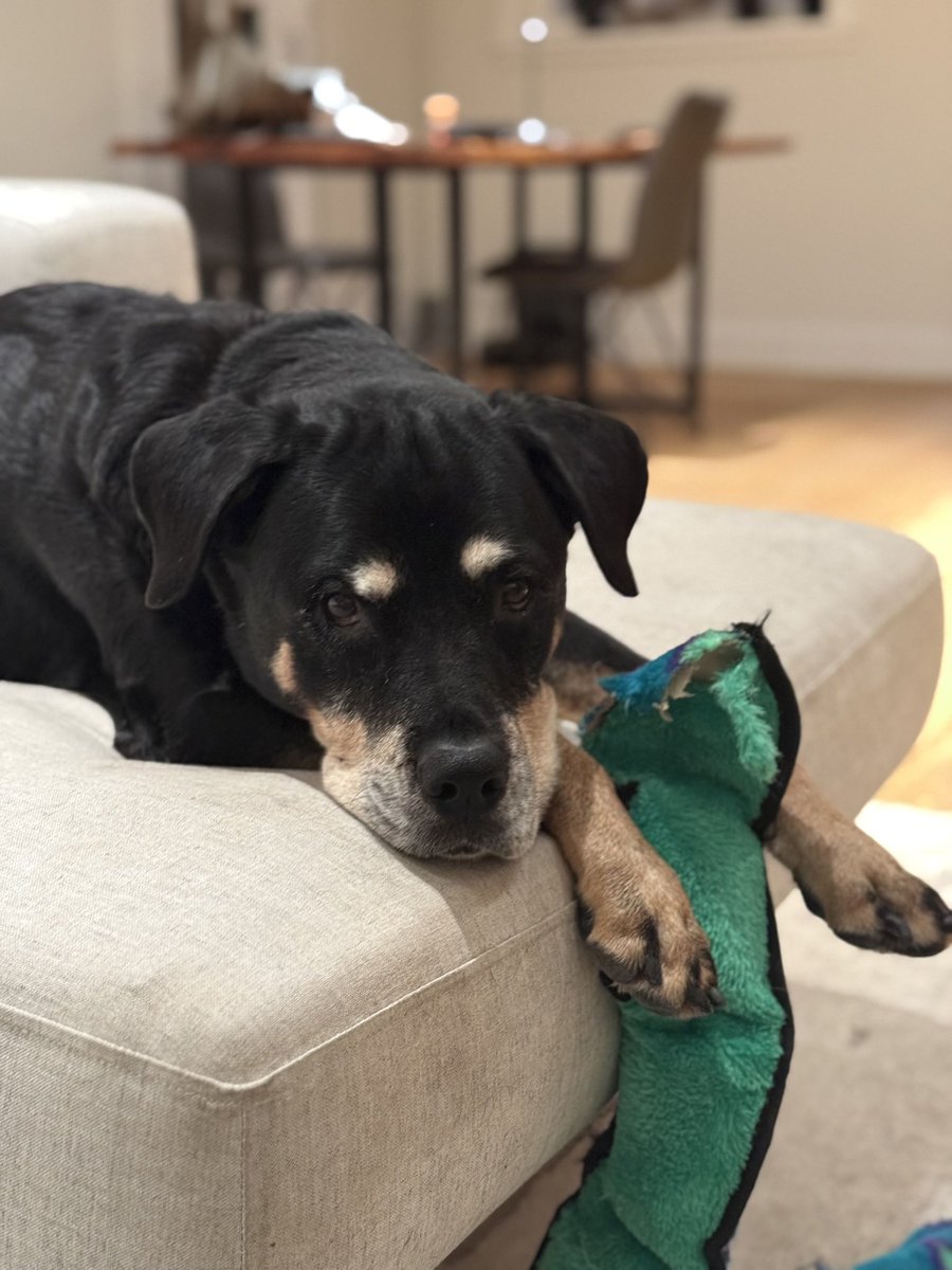 Celine Halioua tweet media