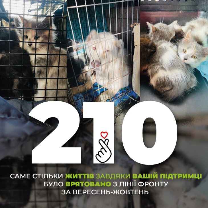 FreeAnimalsUA's tweet photo. 210. that's how many animals our team evacuated in September-October.
@LightyDjan and paypal in bio are collecting for the evacuation
🙏 https://t.co/XZQ2A76Czf