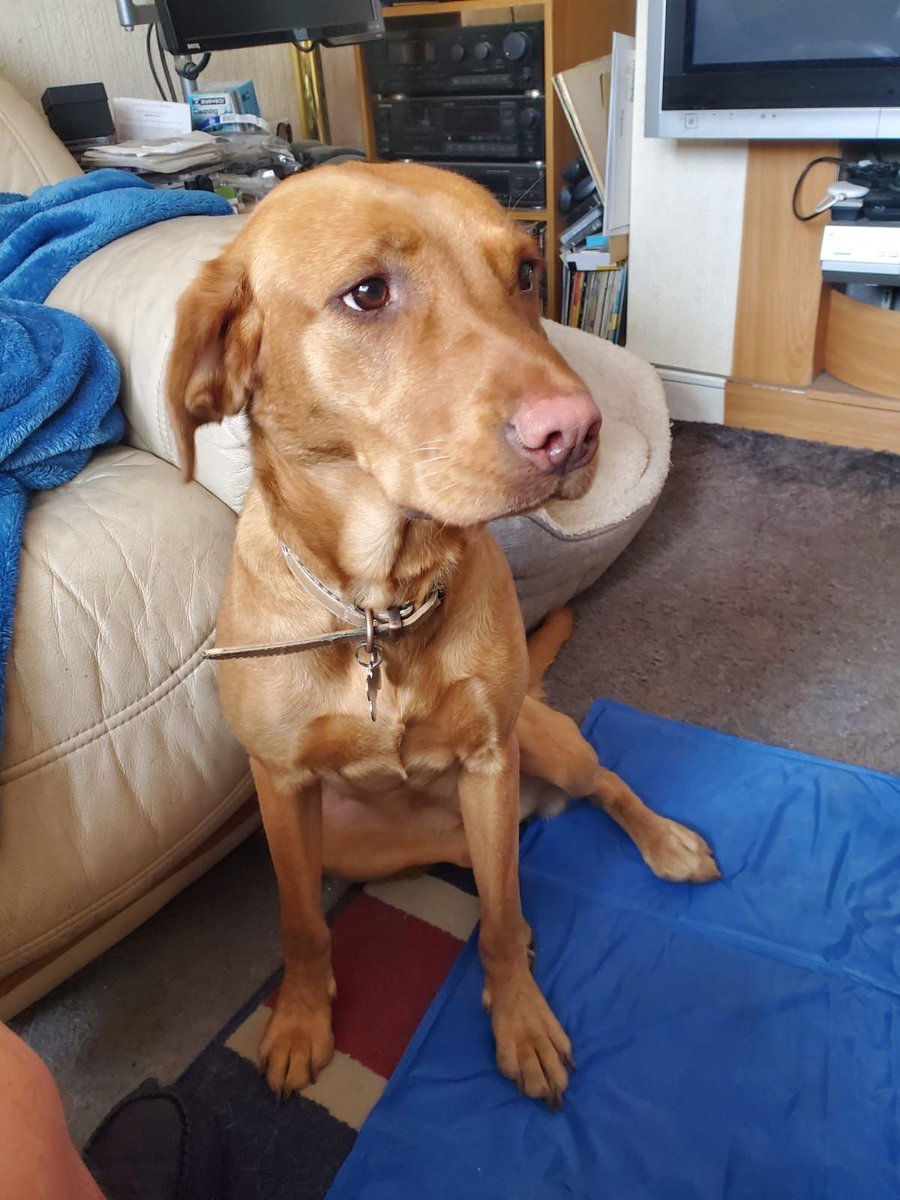 millypod1's tweet image. 🆘15 NOV 2025 #Lost Jessie #ScanMe
Fox Red Labrador Retriever Female
Chigwell Row Rec #IG7 #Chigwell #Essex
Spooked and ran out of the Brocket Way entrance to the woods
doglost.co.uk/dog/200926