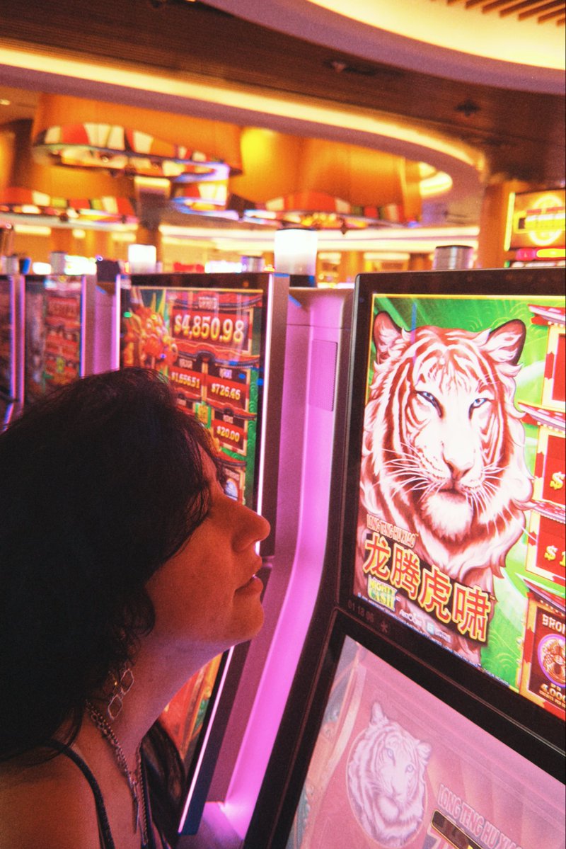 t4zerr's tweet image. The lion does not concern herself with making it back