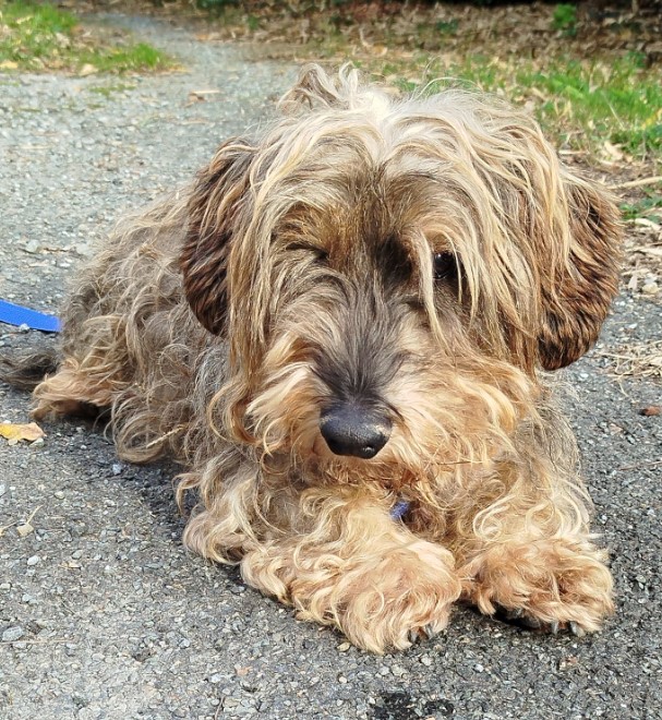 MissingTarn81's tweet photo. 16.11.25 Trouvé petit chien type beige à Payrin Augmontel. Tél : 06 33 40 38 04 #Tarn https://t.co/sIV9397iqL