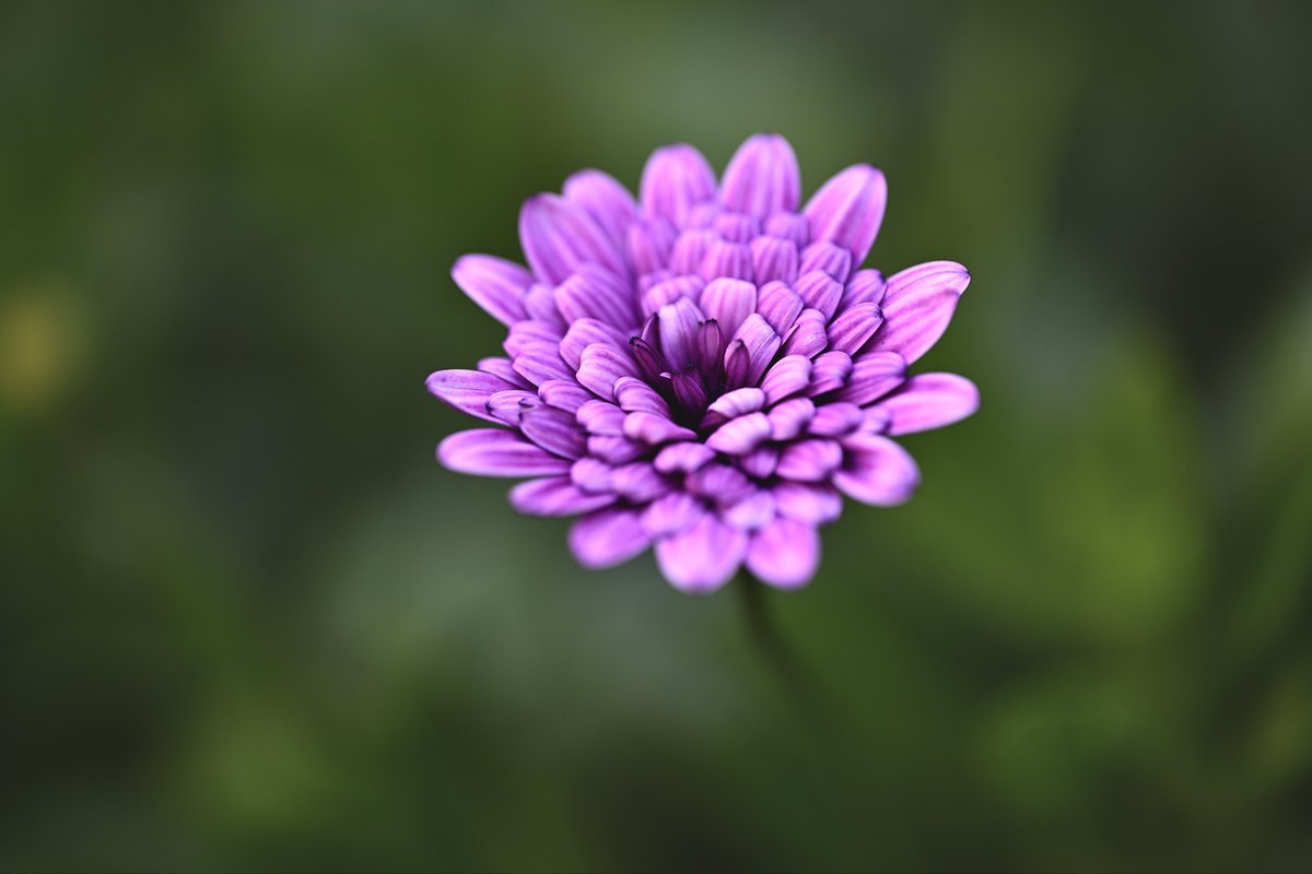 📸kazumi (@zf1118kazumi) / Posts / X