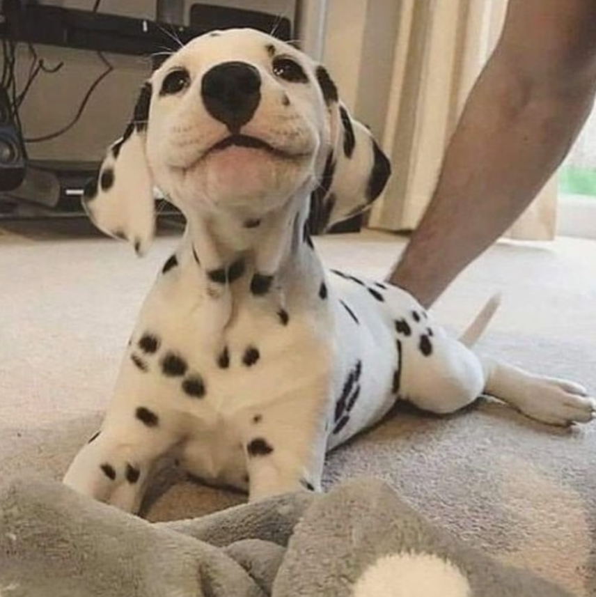Tweets of Dogs tweet media