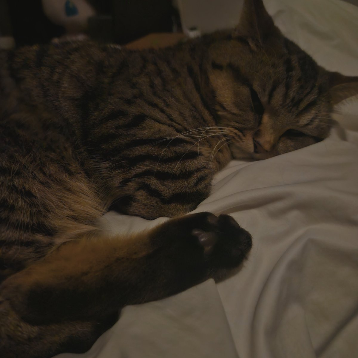 ナズナとスズナ🌱 (@fwfwnzn) / Posts / X