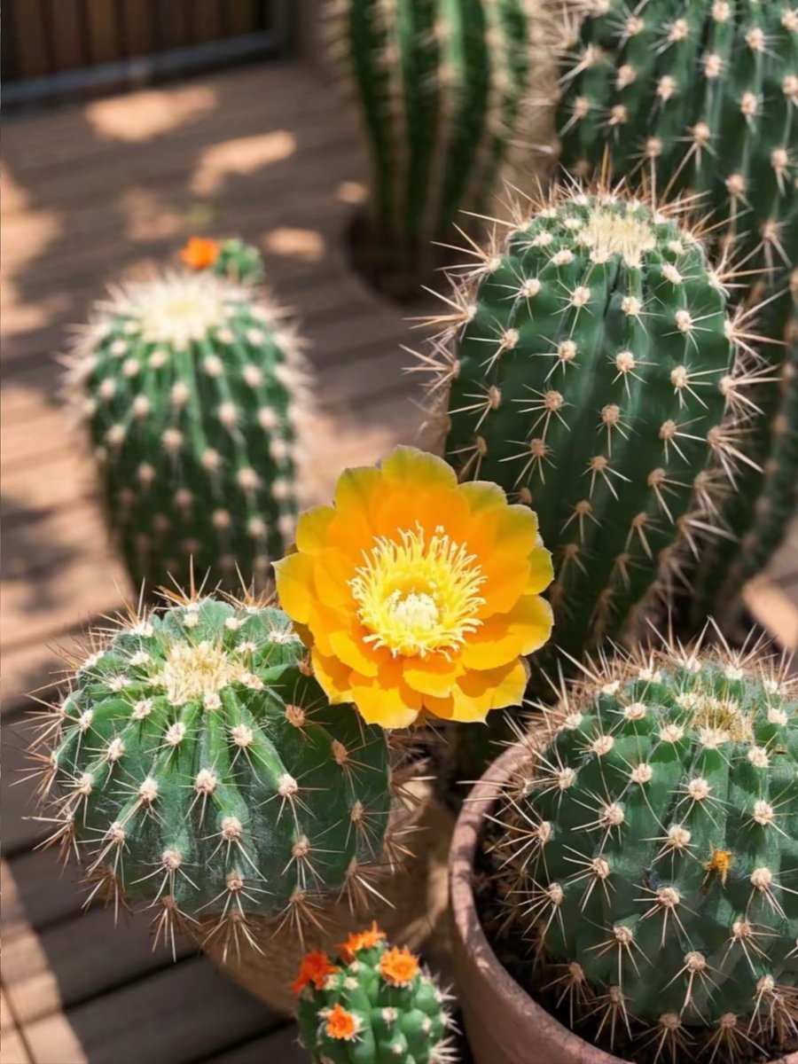 xonxwswf's tweet image. サボテンが今日、太陽みたいな花を咲かせた☀️
まるで周りの緑をあたためる小さな太陽みたい。
