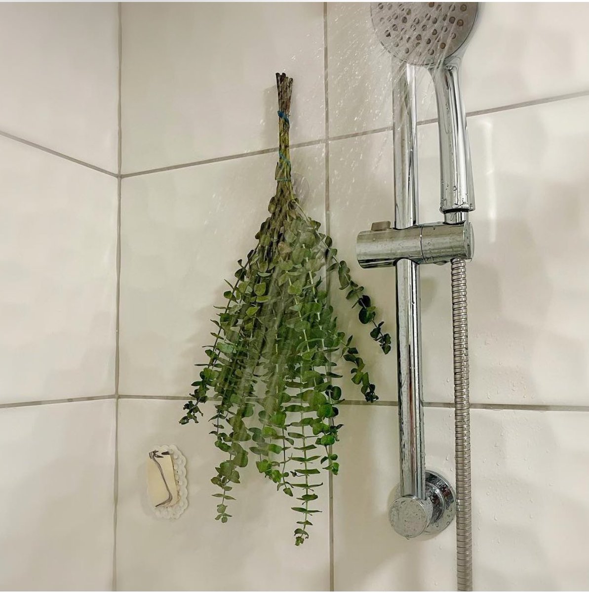 hacchi_12345678's tweet image. 鼻詰まり(アレルギー)のシーズンが始まったら我が家のシャワールームにはユーカリが吊るされまする😂意外と鼻詰まりに良いのですよ😙