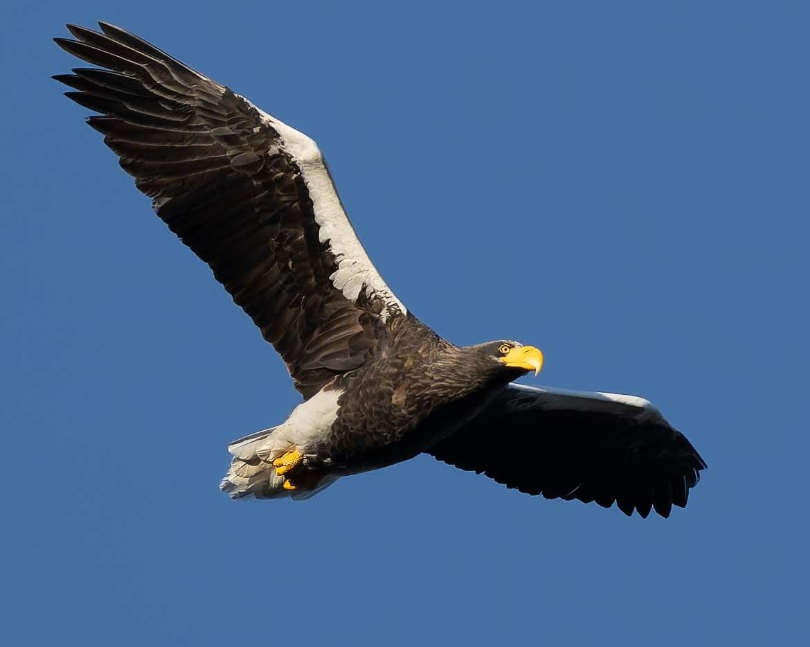 おはようございます
昨日はオオワシに会いに行って来ました。
現地に9時に到着した時にはすでに遠くの山に居ました。
待つこと6時間…😅
やりました🙌✨️
秋晴れの空にオオワシが飛んでくれました🦅
今週も宜しくお願いします
本日多忙のためコメントオフにさせて頂きます🙏