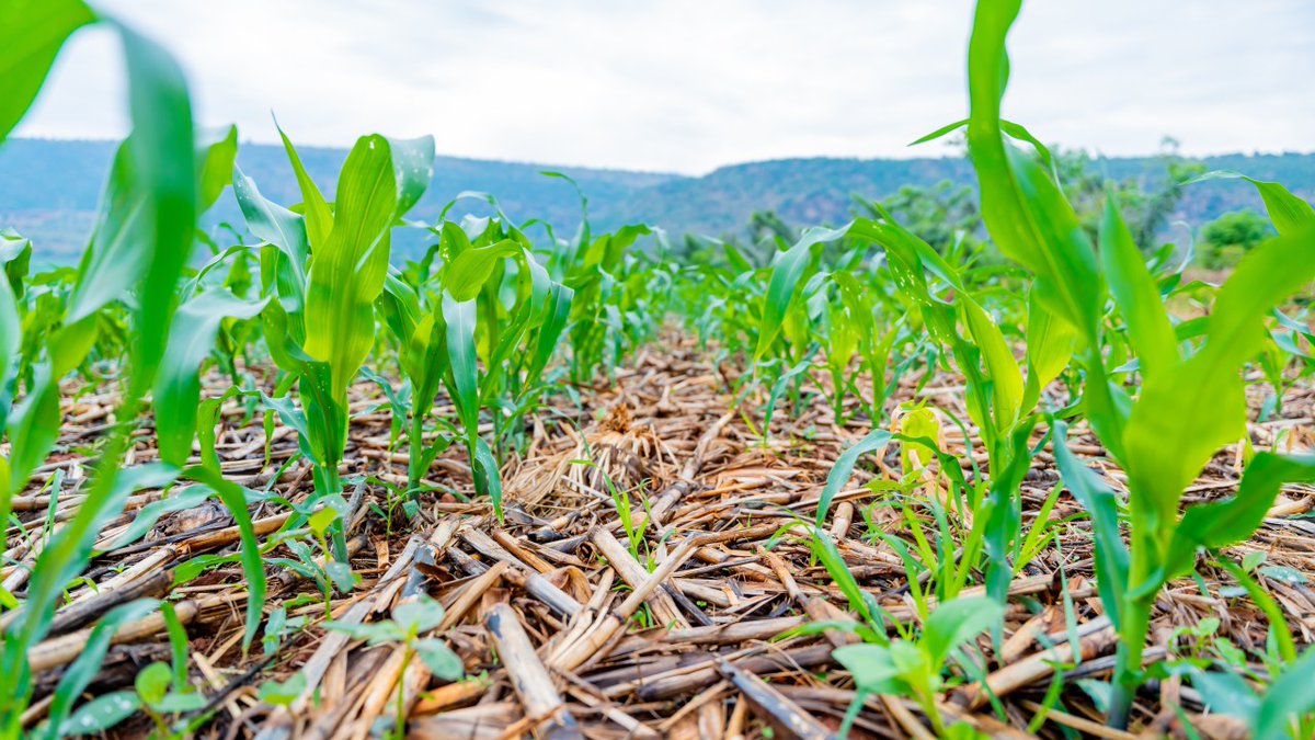 RightCohen's tweet photo. Mulching improves yields.
Take note ✍️ https://t.co/iHJAjhJd1B