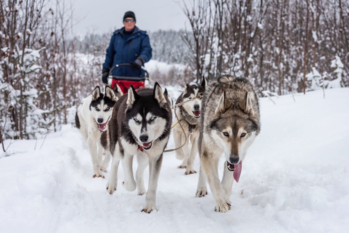 penswordbooks's tweet image. #OnTheBlog ✨ A pawsome new post is now live on the P&amp;amp;S Blog... 🐾

💬 Dogs: Working Origins and Traditional Tasks – a guest post from @mikeloades 🐕🐩🐕‍🦺

👀 Read it here ➡️ buff.ly/jd22fGa