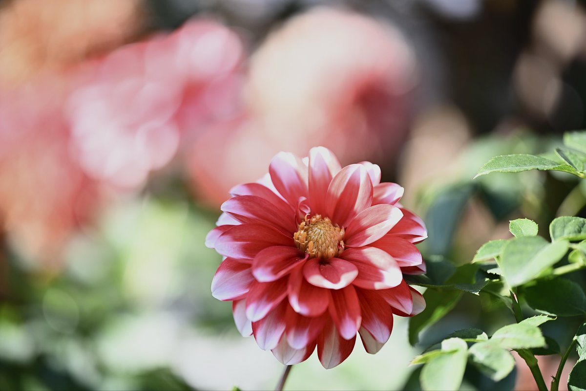 📸kazumi (@zf1118kazumi) / Posts / X