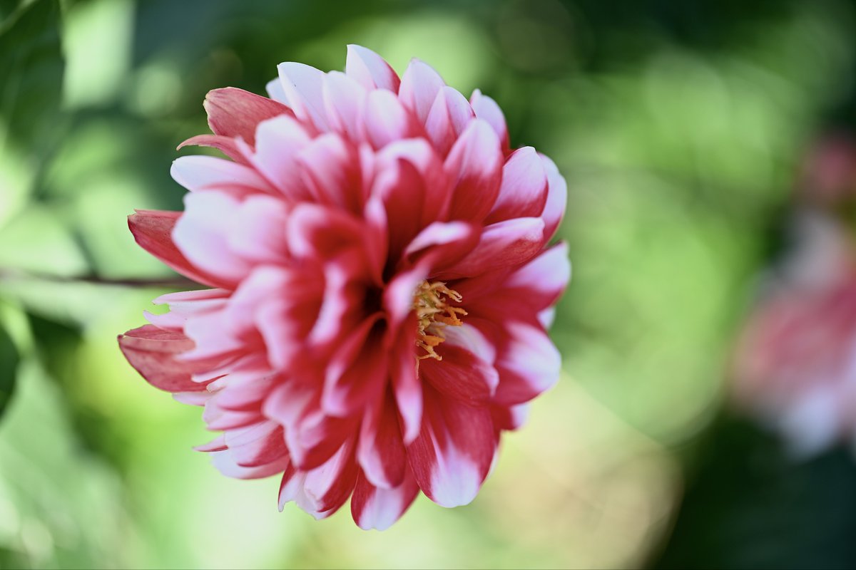 📸kazumi (@zf1118kazumi) / Posts / X