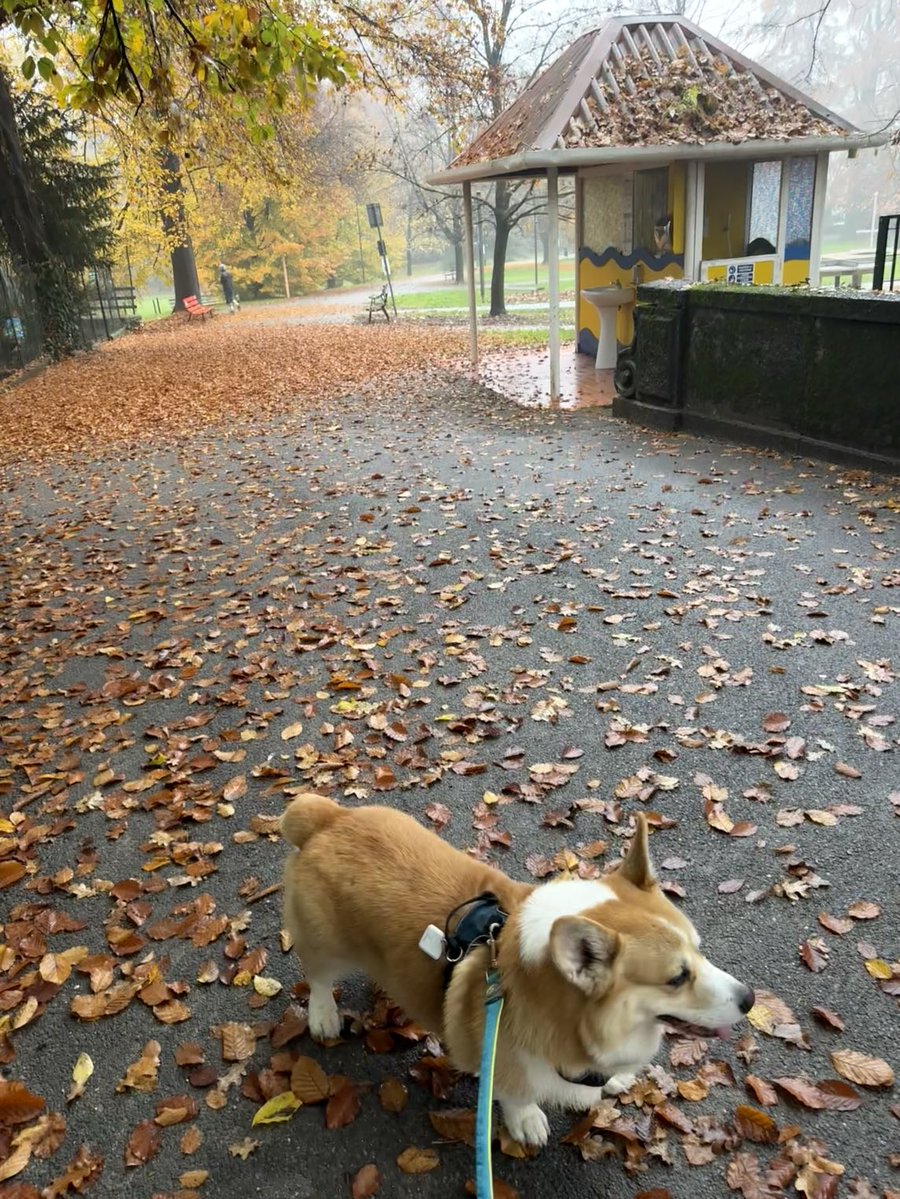 hoos_yerdaddy's tweet image. Foliage doggo 🍂 
.
.
.
#cheddar #corgi #welshcorgi