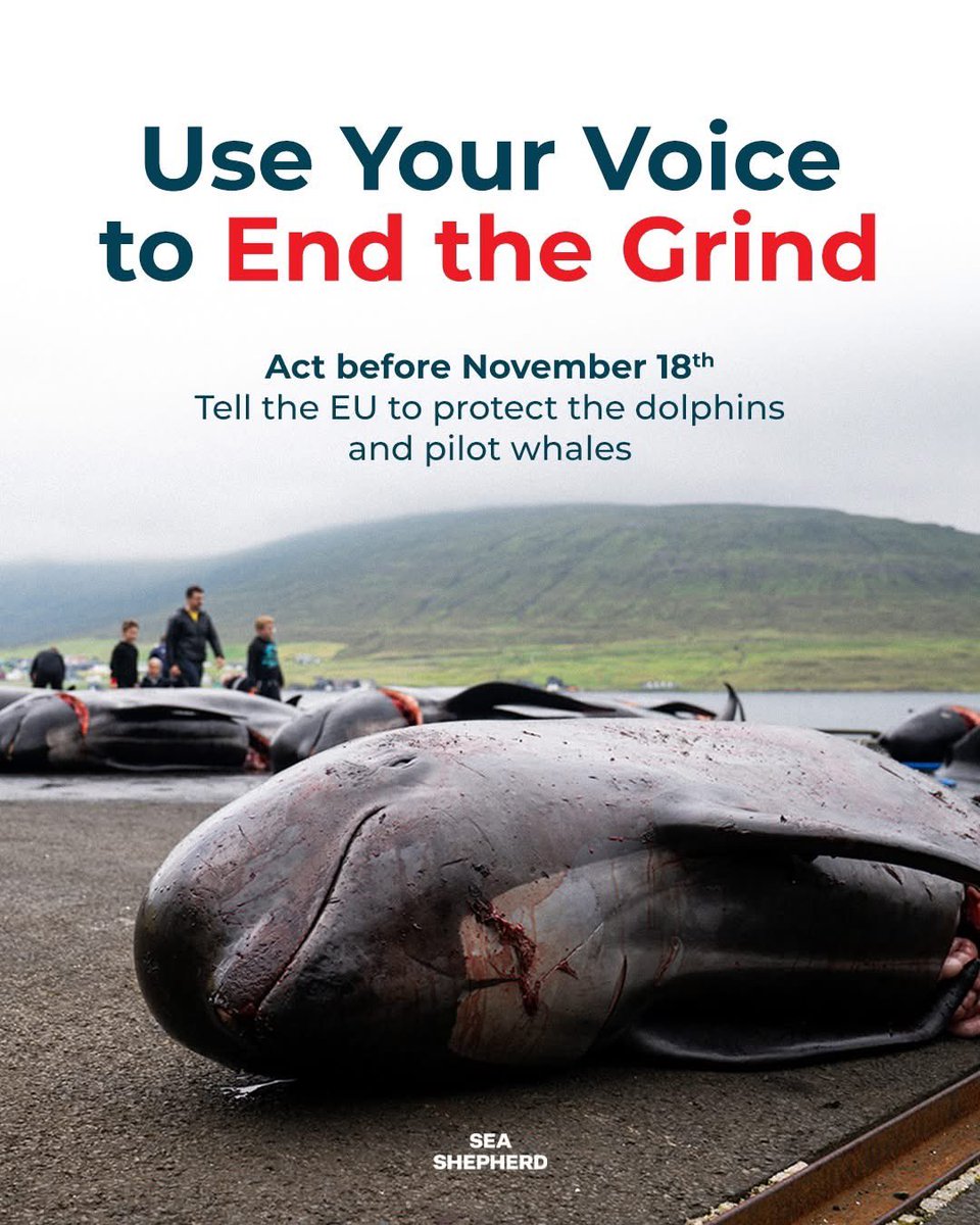 🐬You have been emailing the Members of the European Parliament to make sure they hear you before we meet them in Brussels.🐬 
Here is what happens next:

On the 18th of November, the Stop The Grind coalition will meet with parliament members and representatives from the