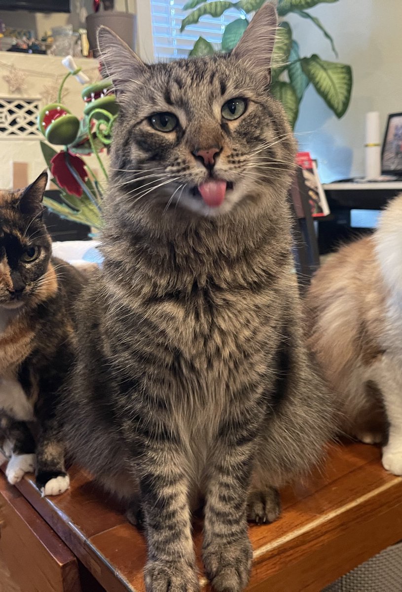 Andrea56822453's tweet image. #PostaFavPic4VioletNov25
Day 16: buttons 
Cute as a button….but also pushes all the wrong buttons!😼😹❤️🐾

#CatsOfTwitter #CatsOfX #SundayFunday