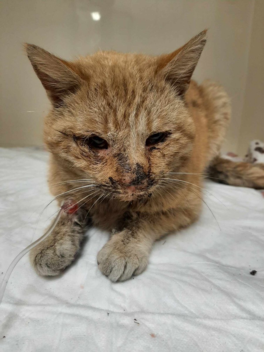 Dwieście małych głodnych serc.
Jedna fundacja, która nie przestaje wierzyć, że ludzie są dobrzy.

Bądź powodem, by mogły spać spokojnie.
ratujemyzwierzaki.pl/ogolna-2025-fe…