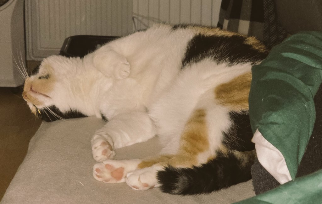 RetardGoch's tweet image. Da mag wohl jemand meine Käsefuse