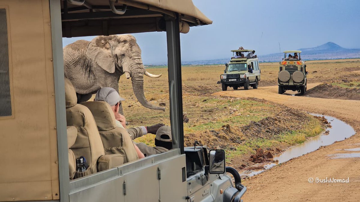 SitatungaSafari's tweet photo. Are you looking for Safari through the Kenyan national reserve that will not only deliver an unforgettable experience? 
Make a reservation with us and enjoy an unforgettable experience 

#Masaimaranationalpark
#Amboselinationalpark
#Tsavonationalpark

https://t.co/HhGpry9KJE https://t.co/u6SuZGGrx9