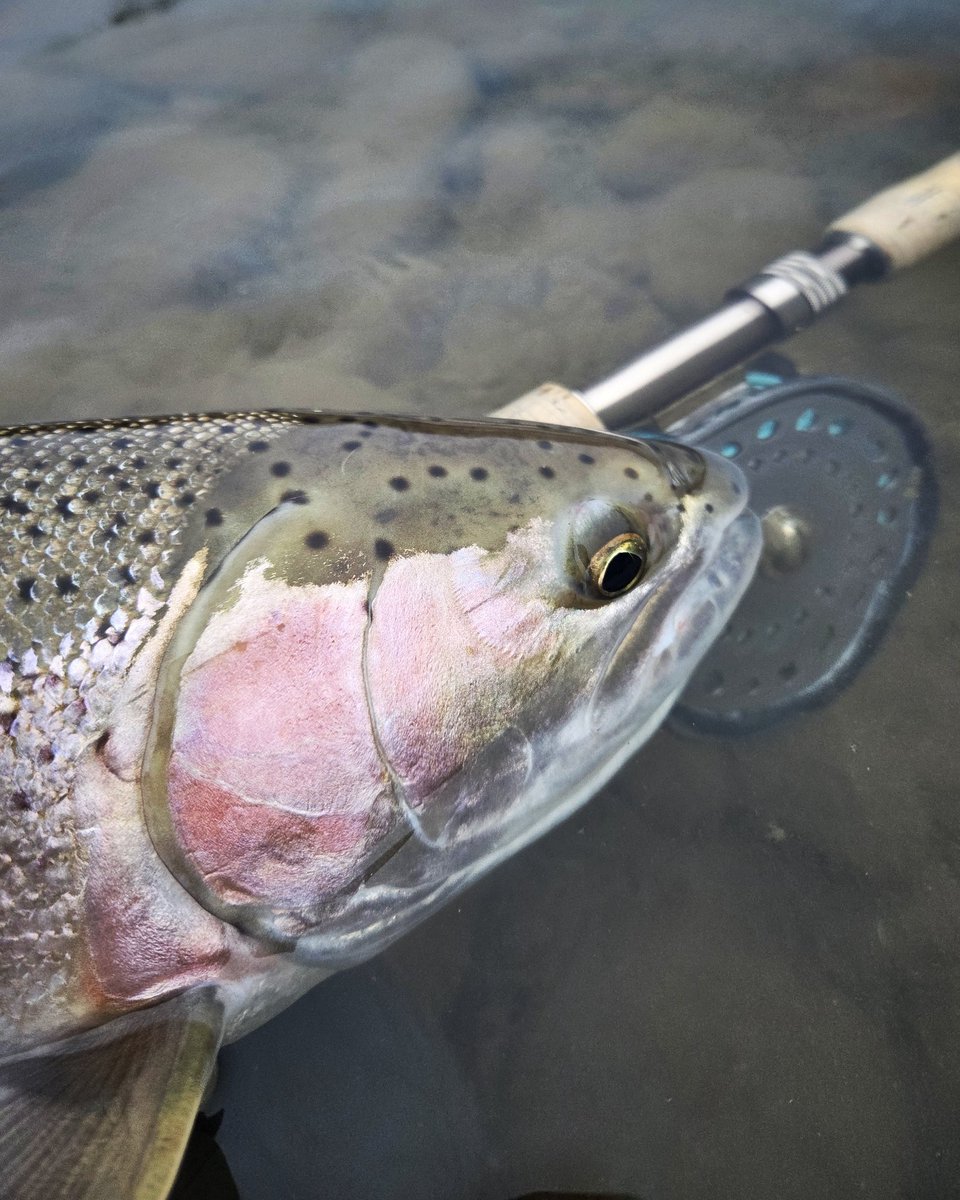 dougbwright's tweet image. #steelhead #flyfishing #swingthefly