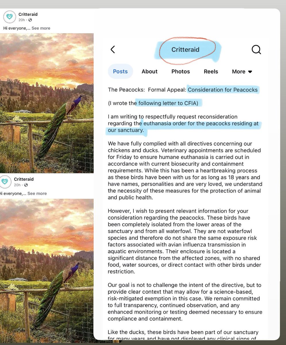 MelissaLMRogers's tweet image. CFIA going after another Animal Farm Sanctuary. This time Peacocks at Critteraid in BC 🇨🇦 they already euthanized DUCKS there. When will the CFIA stop their killing spree 💔