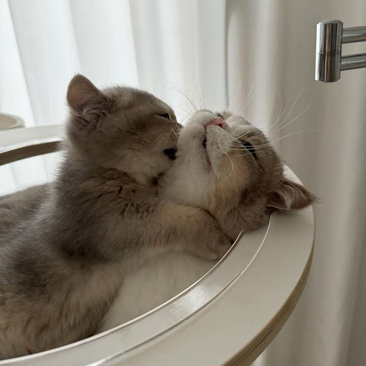 Cute Cats 🐱 tweet media