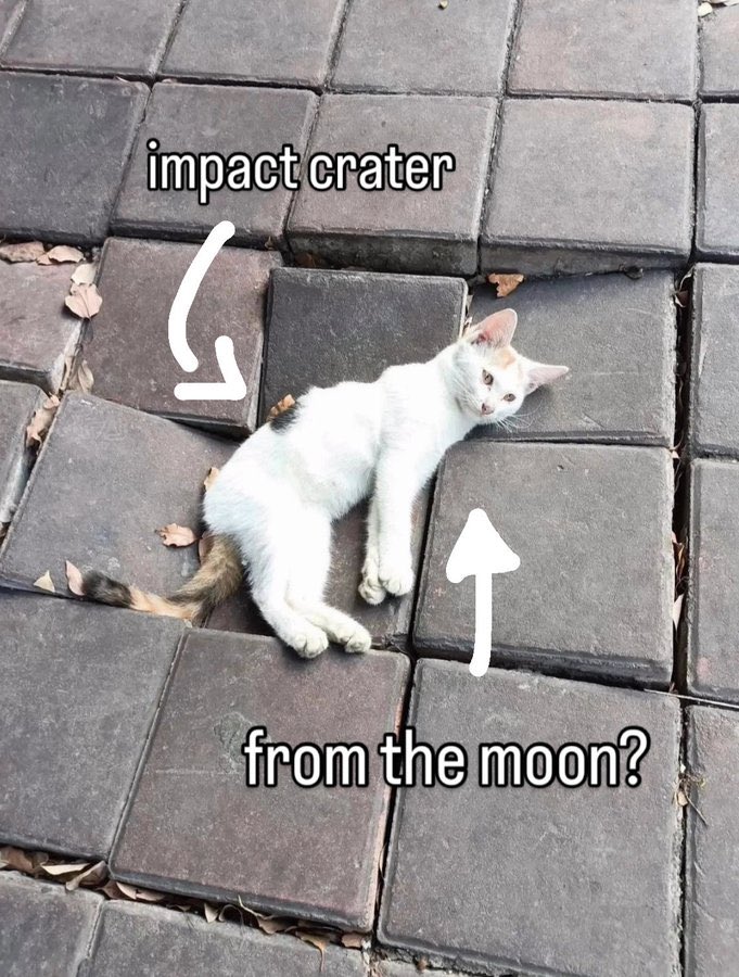 blessedcats's tweet image. 