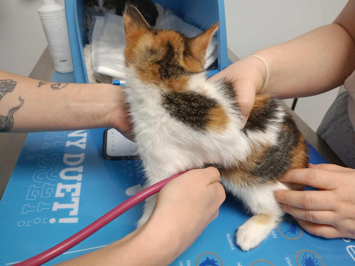 Sześć drobnych ciałek, sześć serc, które dopiero uczą się bić bez strachu. Znalazły się w świecie, który nie daje małym szans… ale dobro ludzi potrafi to zmienić. 

Pomóż tym maluchom dorosnąć bez głodu i bólu.
ratujemyzwierzaki.pl/pomoc-dla-kole…