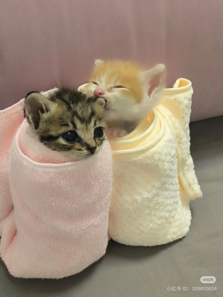 Cute Cats 🐱 tweet media