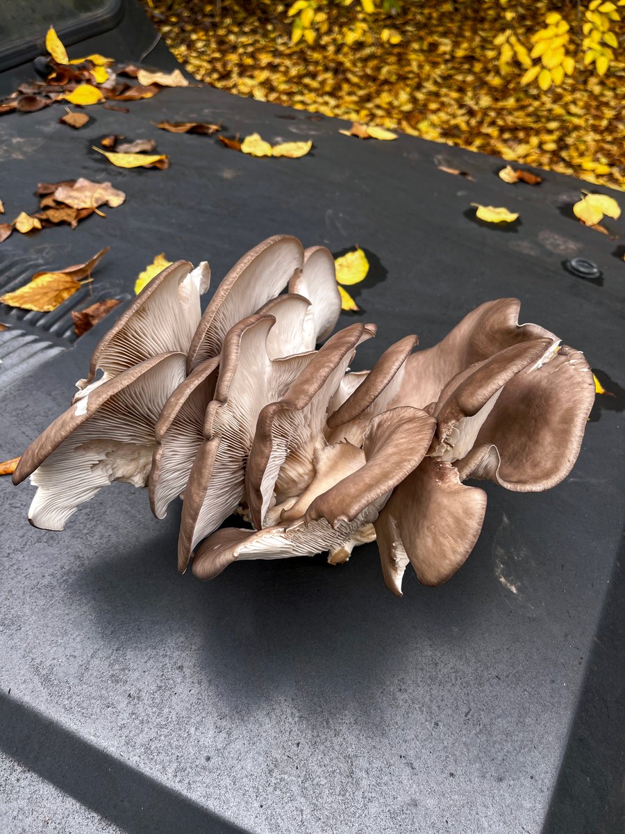mono_grafic's tweet image. Yesterday&apos;s finds. I only picked the Pleurotus, because the field poplars were already claimed by slugs and it&apos;s their territory.